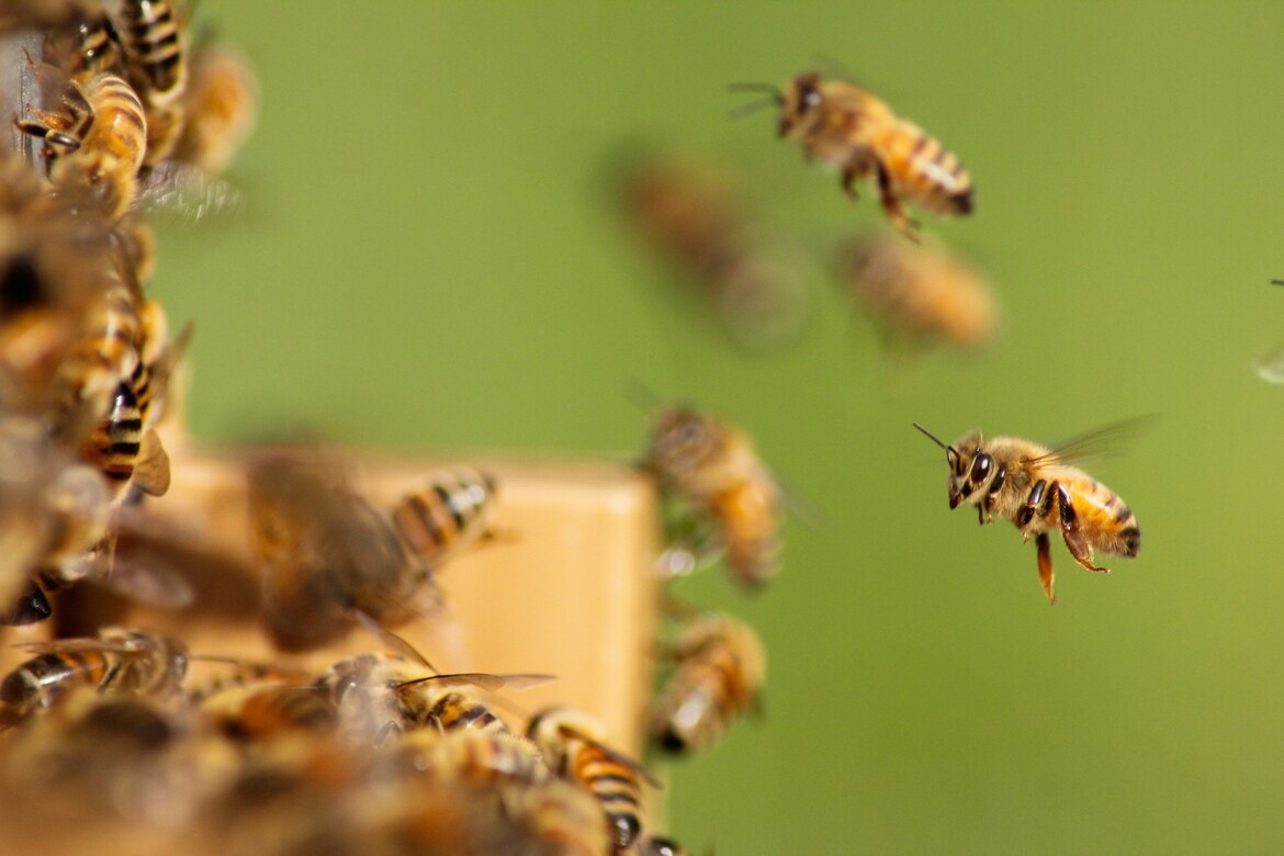 Croatian bee products producer transitions from legacy NAV to Business Central