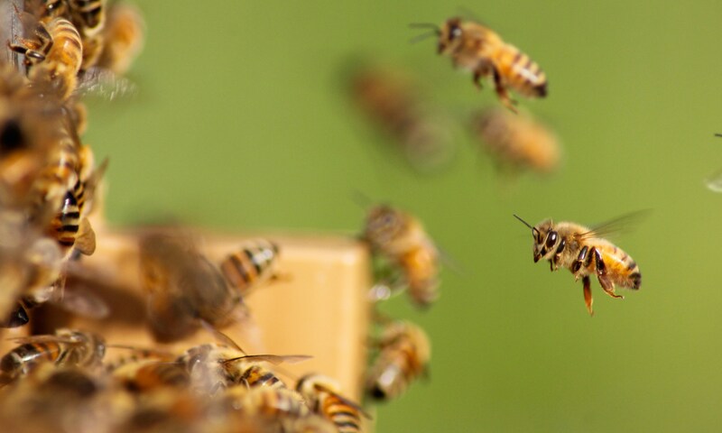 Croatian bee products producer transitions from legacy NAV to Business Central